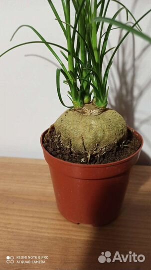 Нолина (Бокарнея)