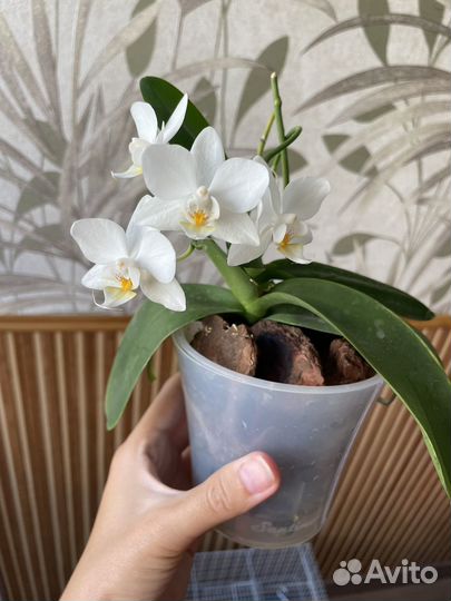 Орхидея фаленопсис мини