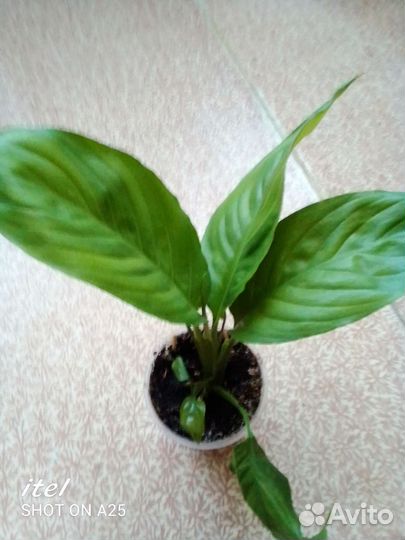 Спатифиллум