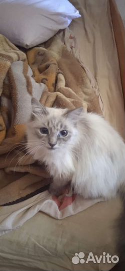 Кошка