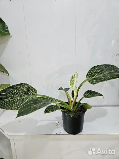 Комнатные растения цветы