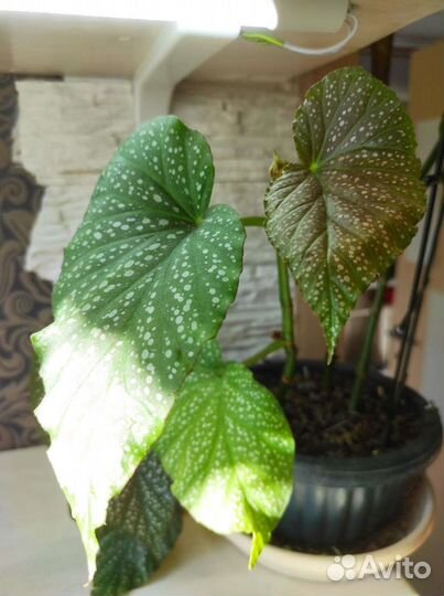 Бегония декоративно лиственная