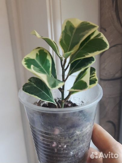 Фикус триангулярис