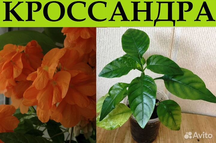 Эписции,плющ,сингониум,эсхинант,стрептокар.,кросса