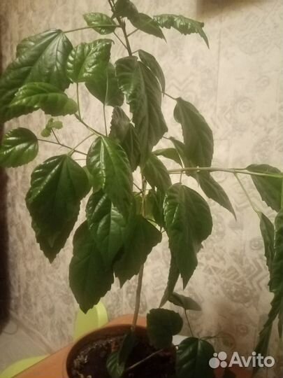 Китайская роза, гибискус