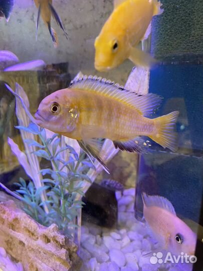 Аквариумные рыбы цихлида (псевдотрофеус)