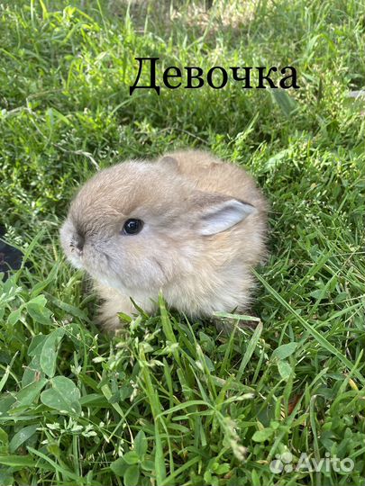 Декоративные кролики