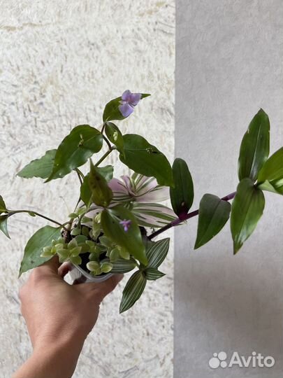 Традесканции Микс