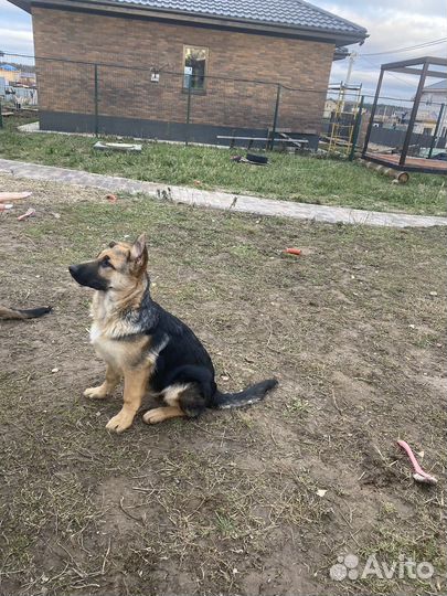 Немецкая овчарка