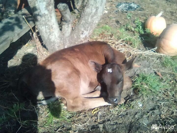 Продам бычка