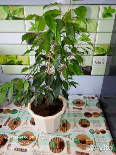 Фикус бенджамина