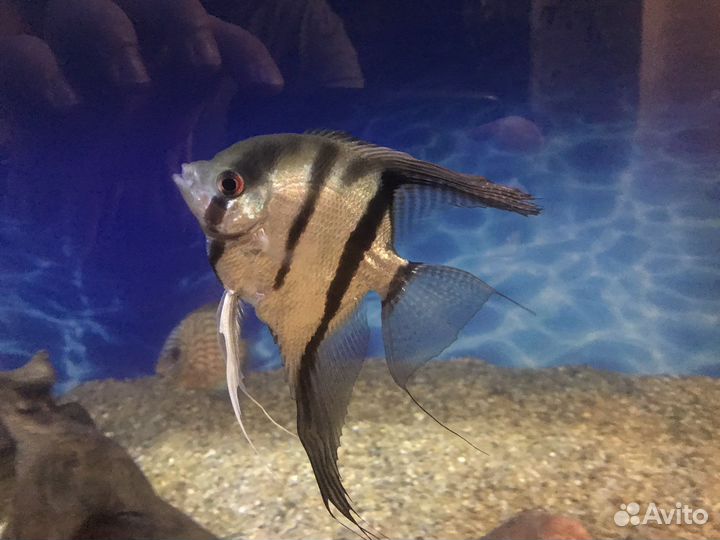 Аквариум с Дискусами