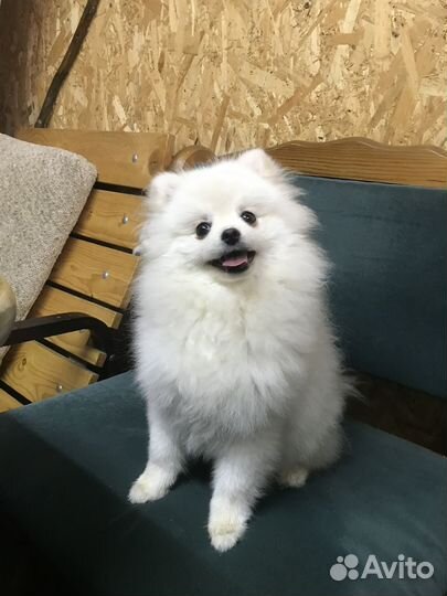 Шпиц. Вязка