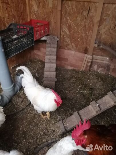 Куры молодки