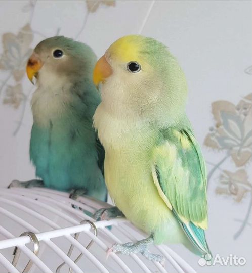 Неразлучник, птенцы, попугай, ручной