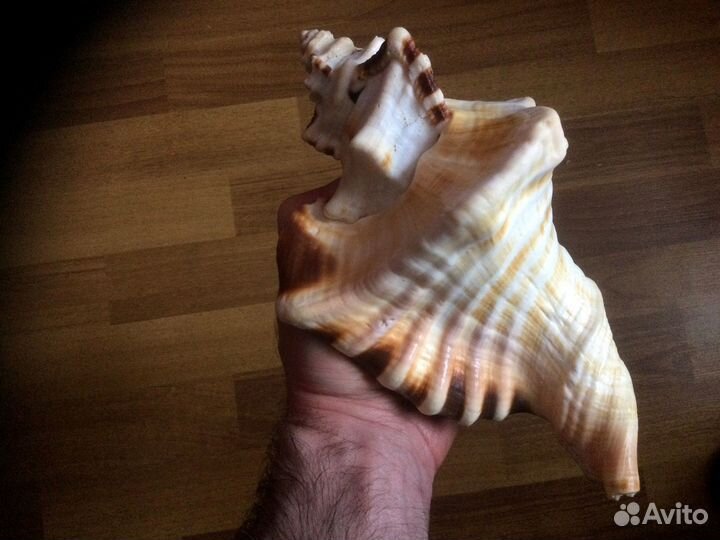 Морская раковина Cymatium Ranzanii 217,1 мм