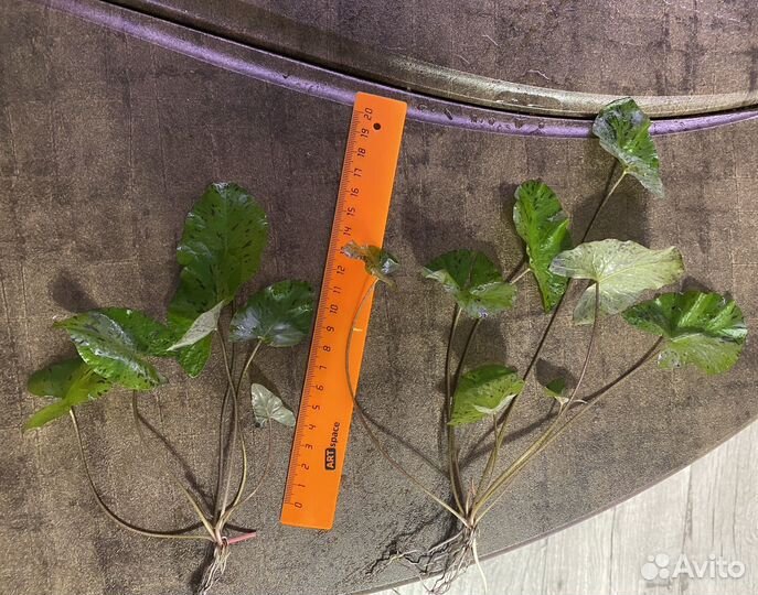 Аквариумные растения прополка