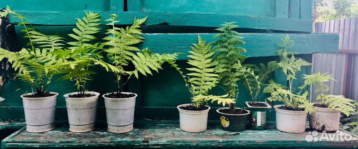 Папоротник