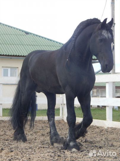Фризская лошадь