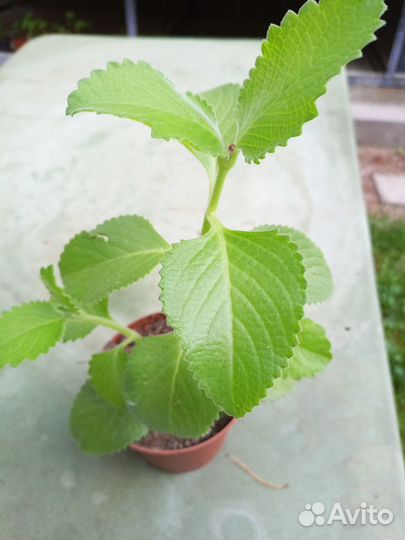 Мята домашняя (плектрантус)