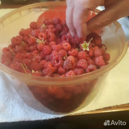 Саженцы.Смородина, малина, роза, щавель, зверобой