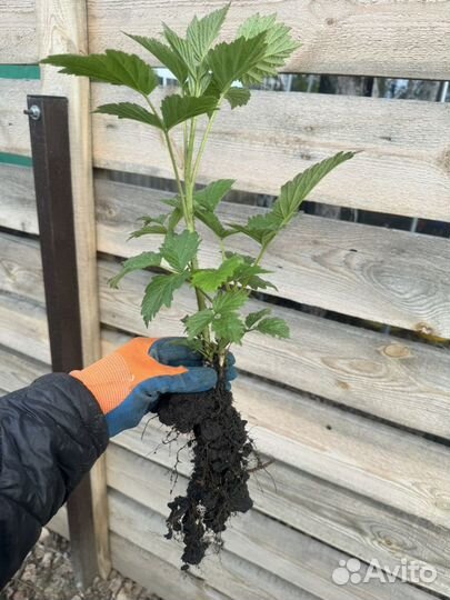 Малина саженцы