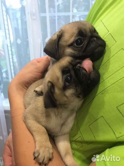 Щенки мопса