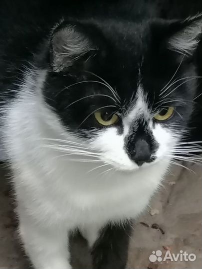 Кошка в дар бесплатно