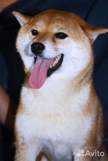 Щенки сиба ину