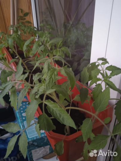 Рассада томатов