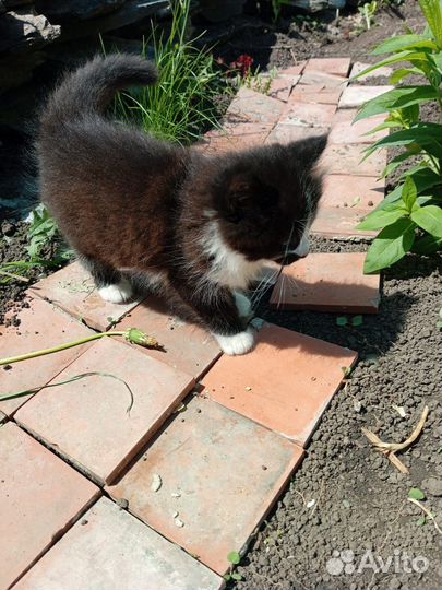Котята сибирской кошки