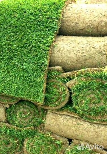 Рулонный газон 