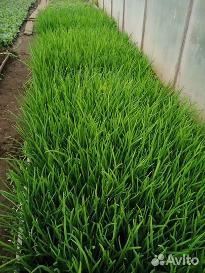 Сдаем зеленый лук оптом. Цена договорная