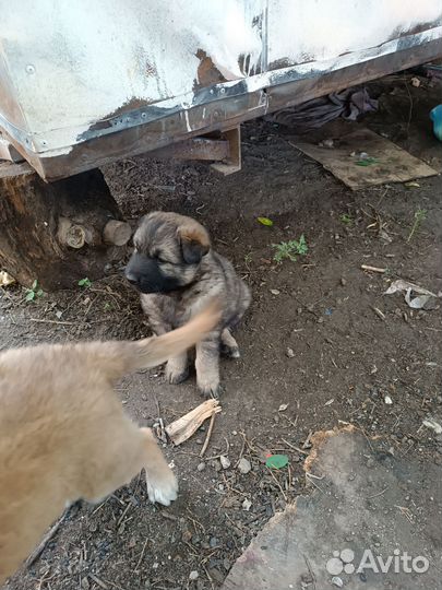 Щенки в добрые руки