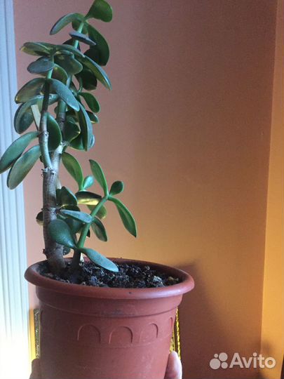 Комнатное растение. - Толстянка