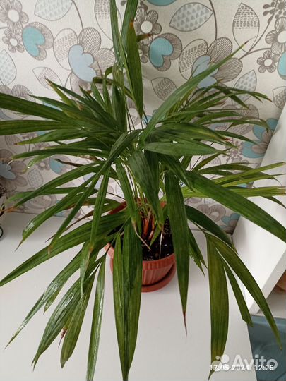 Пальма арека дипсис (хризалидокарпус)