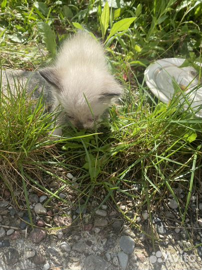 Котята 6 штук 1 месяц