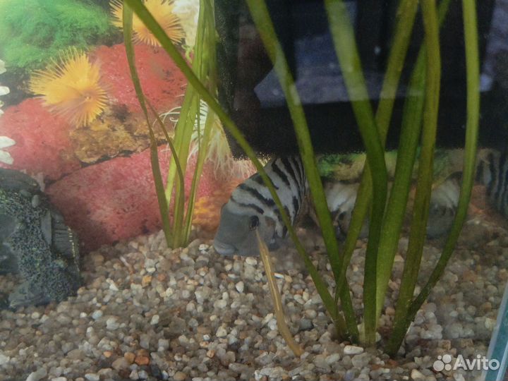 Аквариум с рыбками