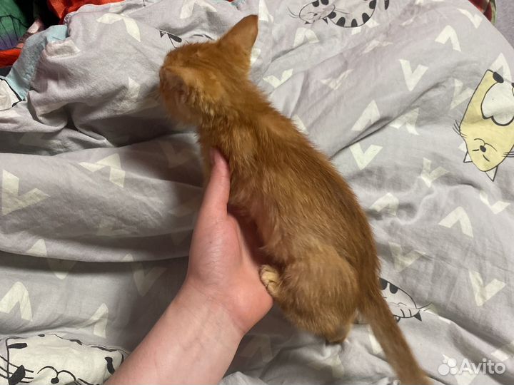 В дар рыжего котенка