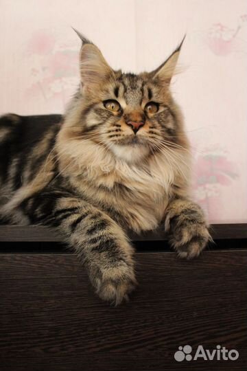 Мейн-кун девочка