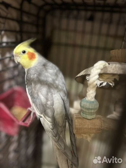 Попугаи Корелла ручная
