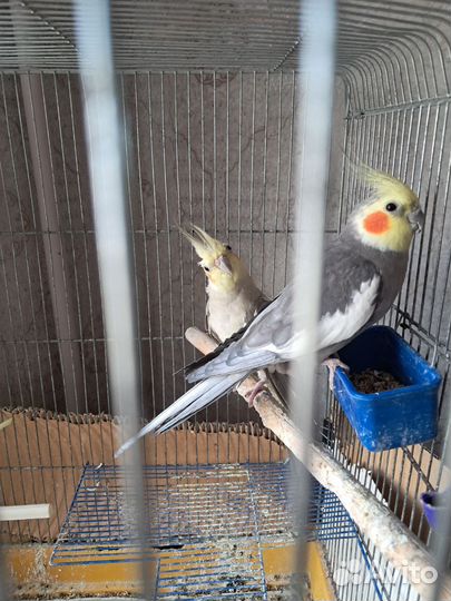 Попугай корелла