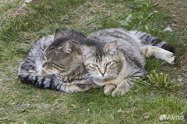 Полосатый кот в добрые руки