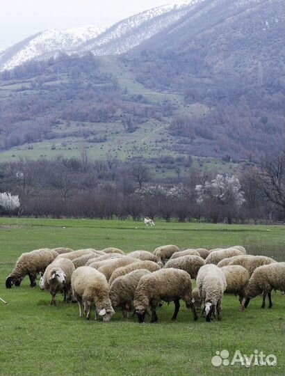 Овцы, бараны