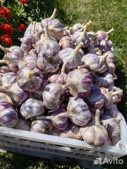 Чеснок свежий деревенский