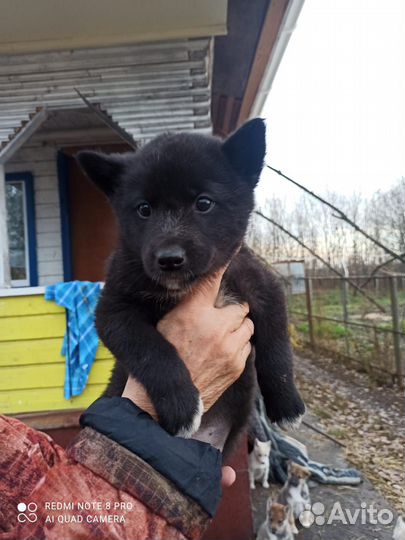 Русско европейская лайка