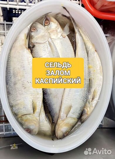 Сельдь Залом с/с 700+. Филе сельди