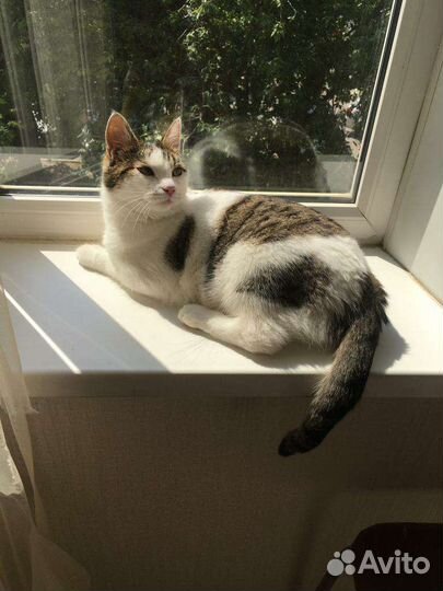 Кастрированный кот