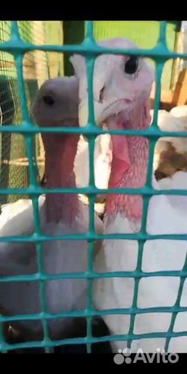 Мясо домашней индейки