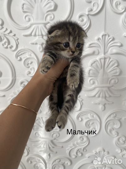 Шотландские котята